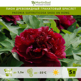 Пион древовидный Гранатовый браслет