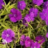Dianthus chinensis Diana Blueberry Гвоздика китайская Диана Блюберри фото 4 