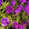 Dianthus chinensis Diana Blueberry Гвоздика китайская Диана Блюберри фото 4 
