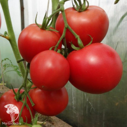 Томат Момбаса F1 ( 2-ной пак.)