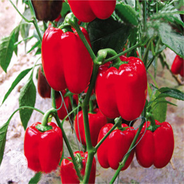 Перец сладкий Красная шапочка