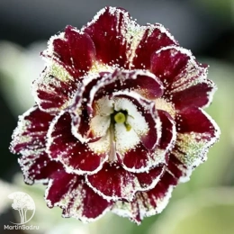 Примула ушковая Мэрлин Стрип