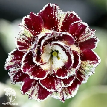 Фото Примула ушковая Мэрлин Стрип