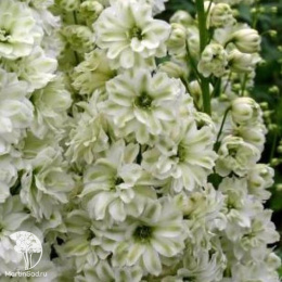 Дельфиниум Новозеландский гигант лайм, супермахровый