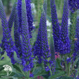 Вероника колосковая Анниверсари Блю