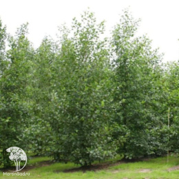 Ольха чёрная