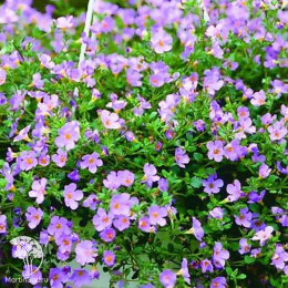 Бакопа Блутопия