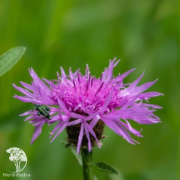 Василёк подбеленный Брайт Роуз