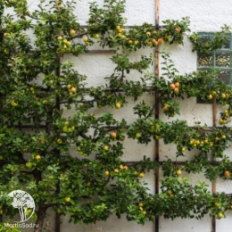 Яблоня домашняя Кокс Оранж Пиппин на штамбе