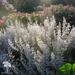 Душевик котовниковый