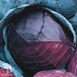 Капуста краснокочанная Бенефис F1