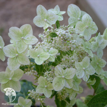 Фото Гортензия метельчатая Шикоку Флэш на штамбе