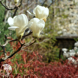 Магнолия голая Дабл Даймонд