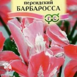 Цикламен Барбаросса персидский