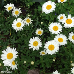 Нивяник Карликовый Мадонна