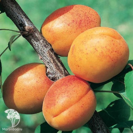 Абрикос обыкновенный Алёша + Жигулёвский сувенир