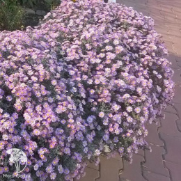 Астра вересковая (Розовая)