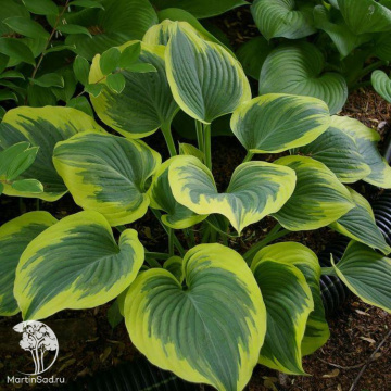Фото Хоста гибридная Маджести