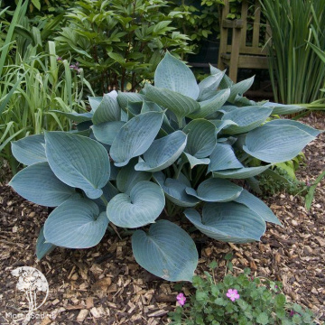 Фото Хоста Муди Блюз