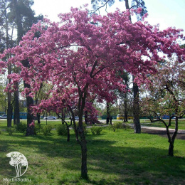  Яблоня Недзвецкого