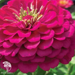 Цинния георгиновидная "Фэнтези" F1 Византийская Фуксия