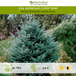 Ель колючая Супер Блю