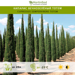 Кипарис вечнозелёный Тотем