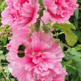 Мальва Чатерс Дабл Роуз