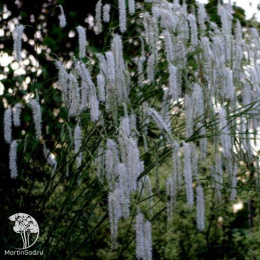 Кровохлебка мелкоцветковая