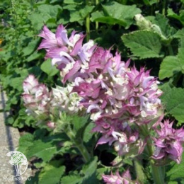 Шалфей Мускатный Вознесенский 