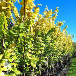 Вяз малый Луи ван Хут