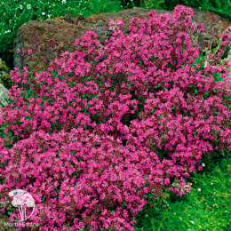  Тимьян ранний Ред Карпет