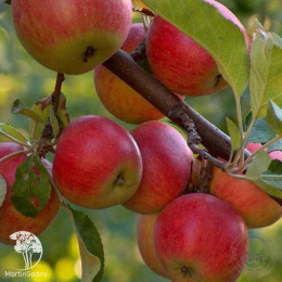 Яблоня декоративная Брокманн Грун Кугел на штамбе