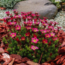 Камнеломка Пурпурная мантия