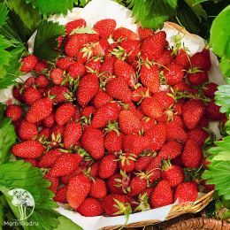 Земляника лесная Регина