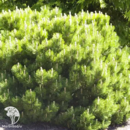 Сосна черная Блэк Принц