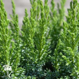 Можжевельник чешуйчатый Лодери