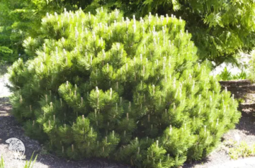 Фото Сосна черная Блэк Принц