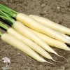 Морковь Карамель сахарная фото 2 