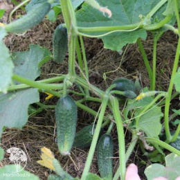 Огурец Крокодил Гена F1