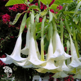 Бругмансия Аромагия белая 