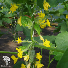 Огурец партенокарпический Лихач F1 ( 2-ной пак.)