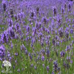 Лаванда узколистная Южанка