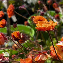 Гравилат Темро Оранж