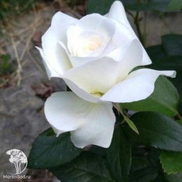 Роза чайно-гибридная Тенека