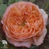 Роза чайно-гибридная Сурир де Хавр фото 2 