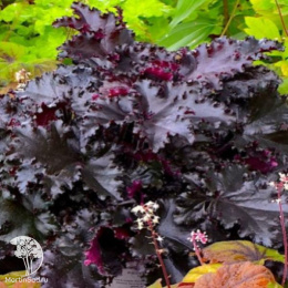 Гейхера Блэк Таффета