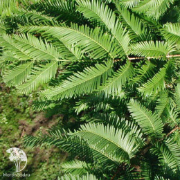 Метасеквойя глиптостробусовая