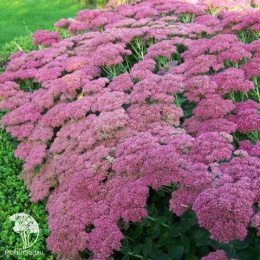 Очиток Телефиум