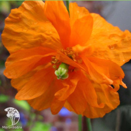 Мак скалоломный Флор Плено